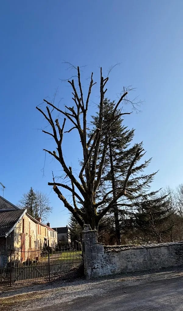 Élagage d'un arbre à proximité de Cunfin