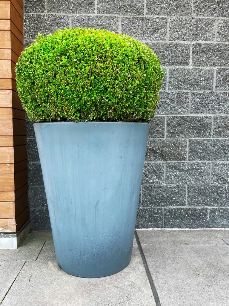 Taille d'un arbuste en pot dans l'Aube