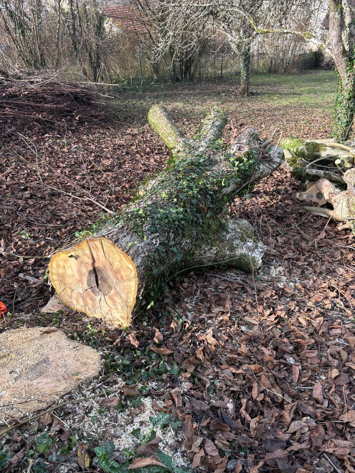 Abattage délicat d'un arbre à Bar-sur-Aube